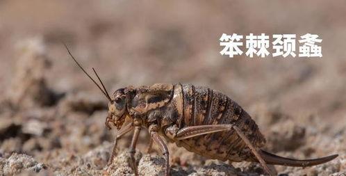蝗虫在线视频,在线视频带你领略大自然的奇观
