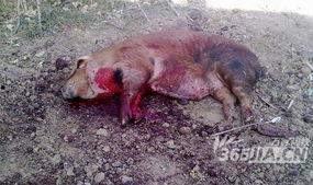 杀野猪在线视频,惊心动魄的在线直播纪实